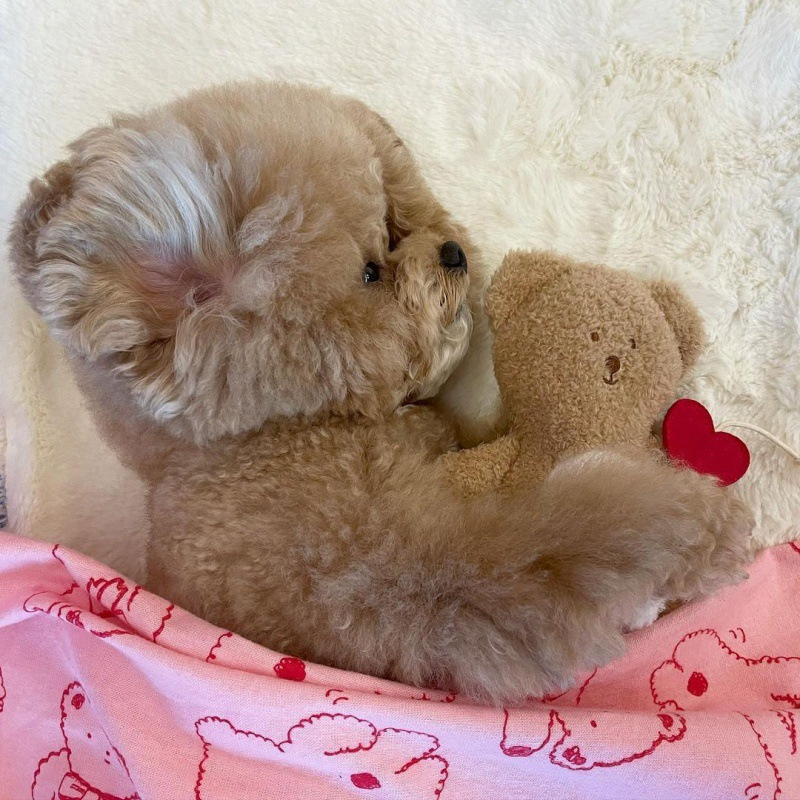 Love Teddy Sniff Toy