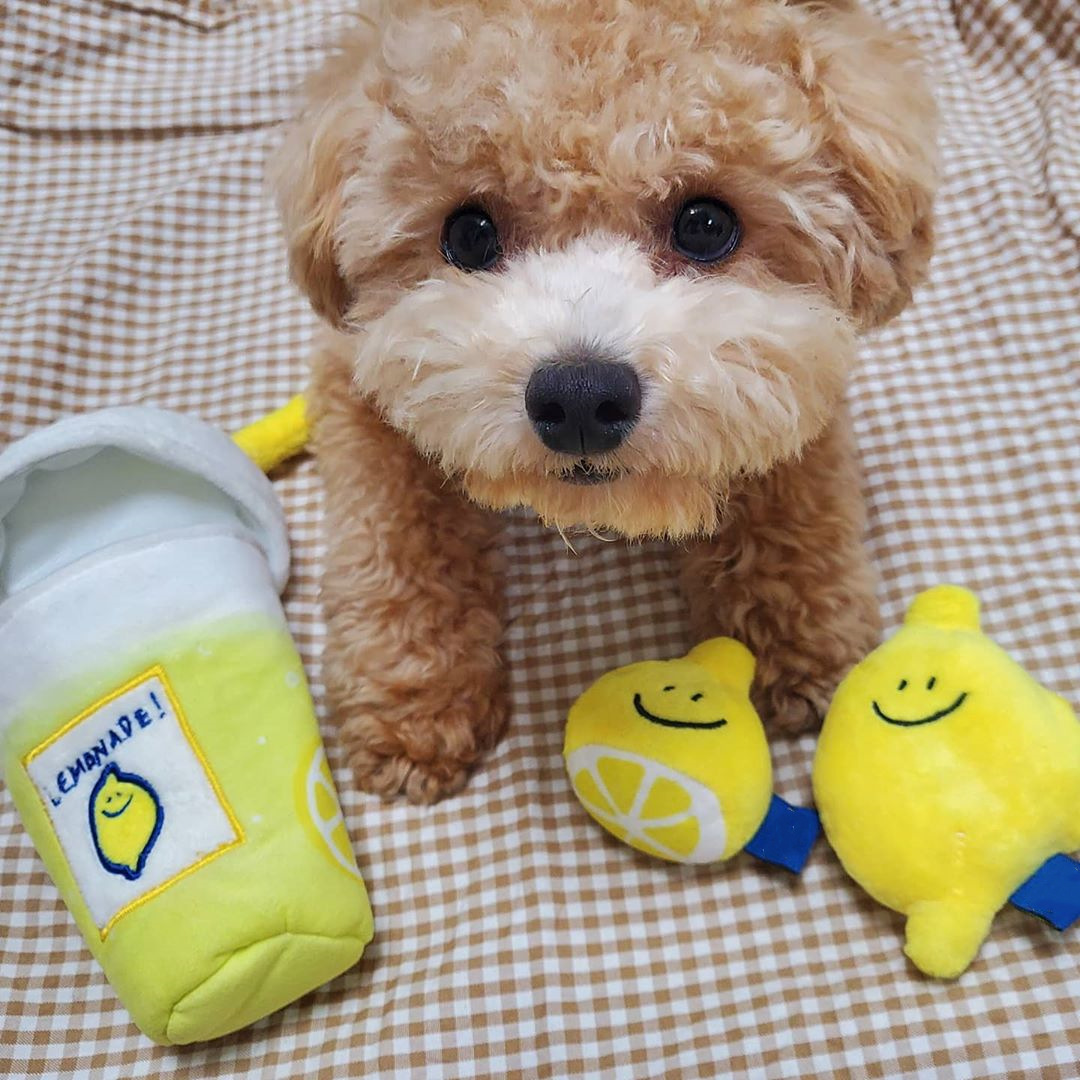 So Cool Lemonade Nosework Set Toy