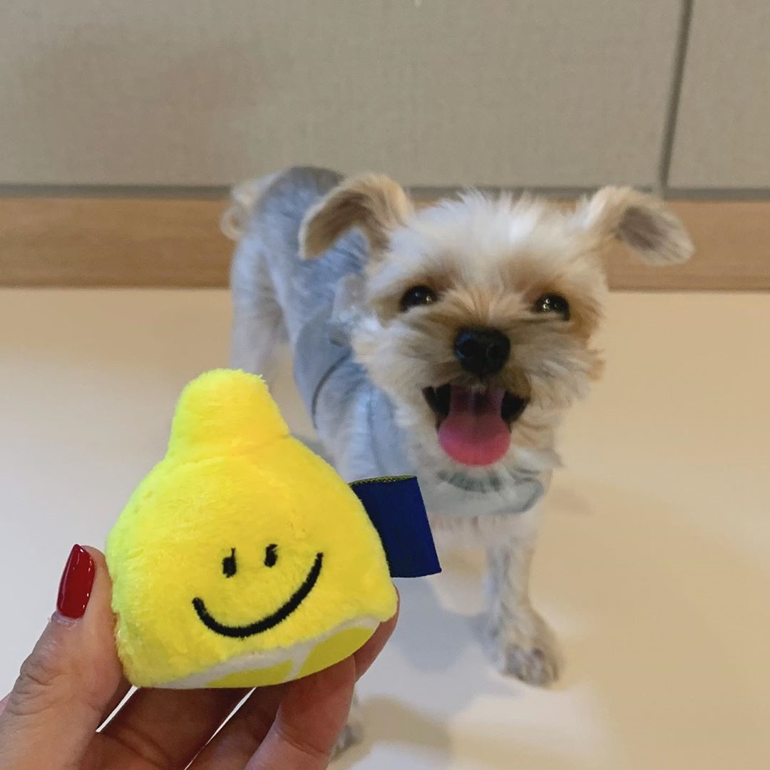 So Cool Lemonade Nosework Set Toy