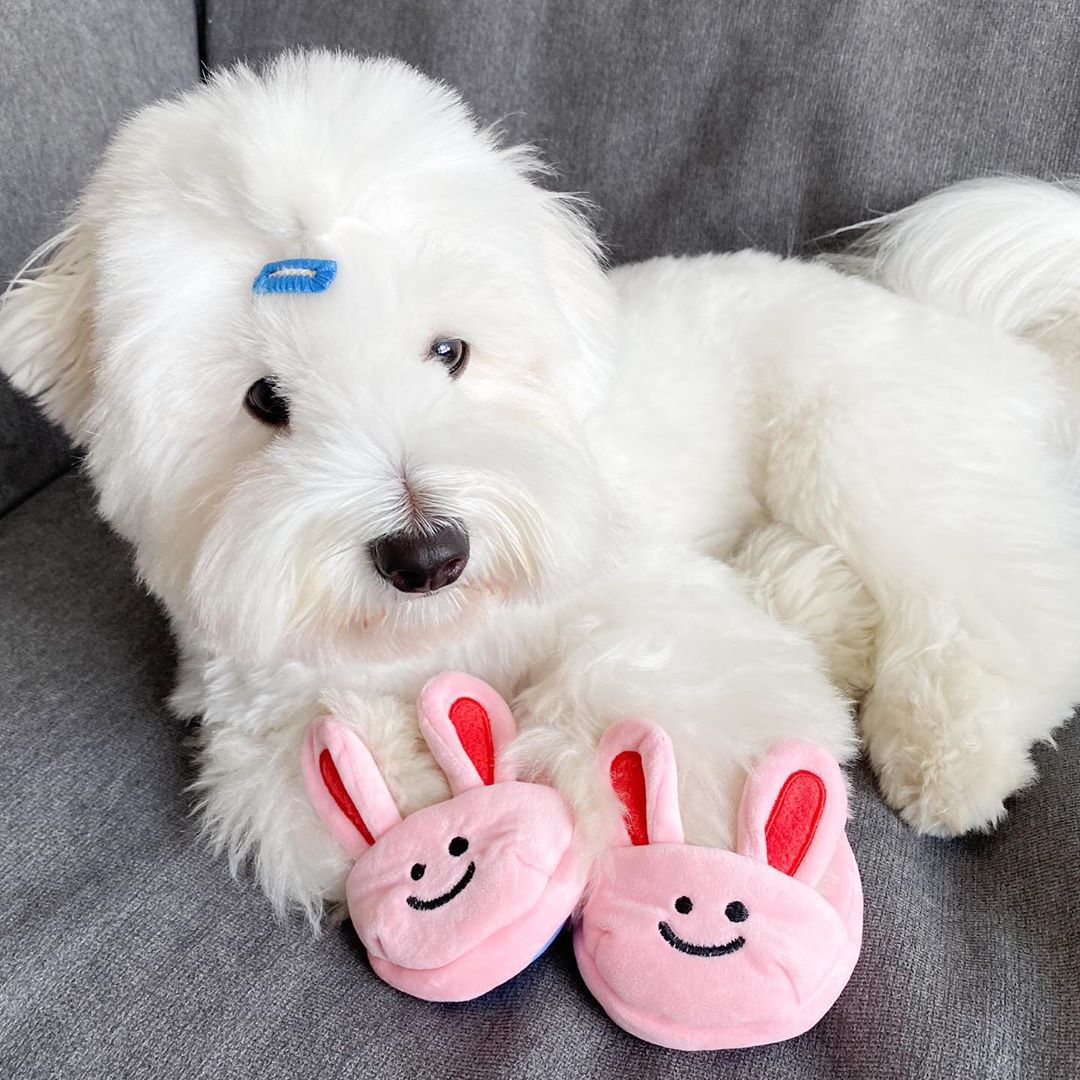 Little Bunny Hotel Kits