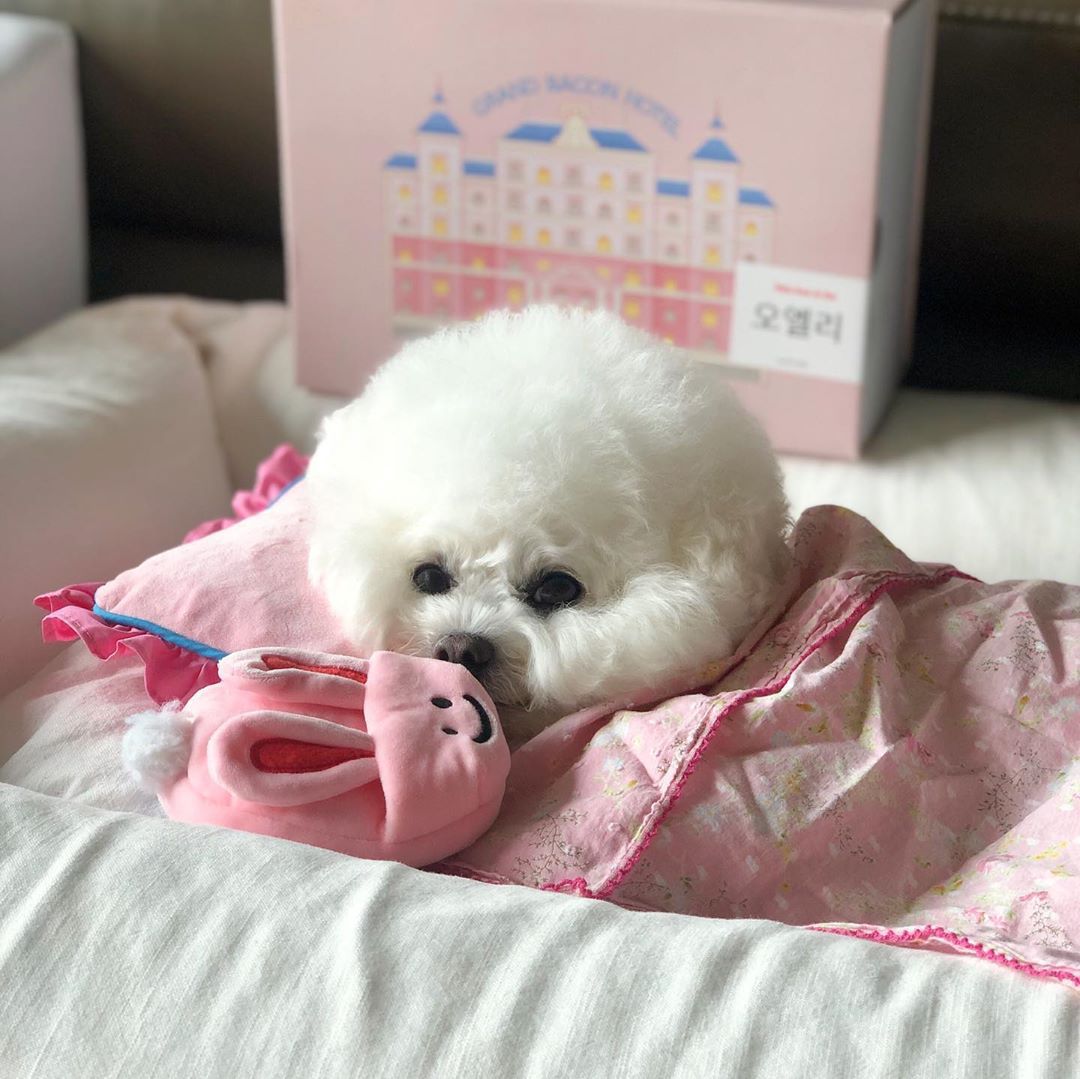 Little Bunny Hotel Kits