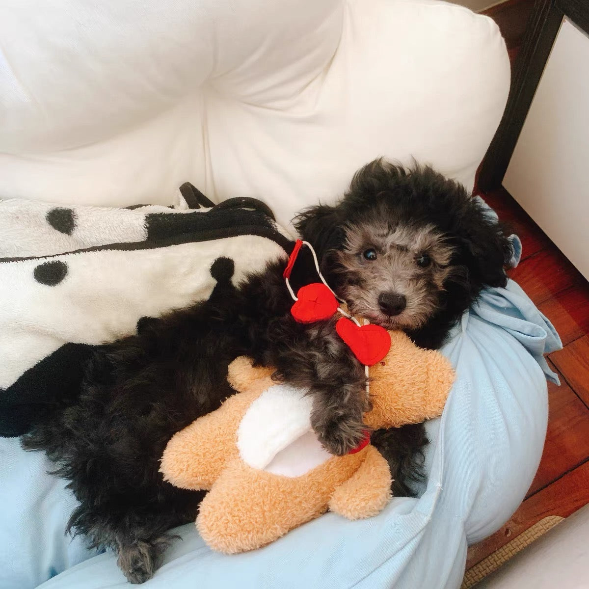 Love Teddy Sniff Toy