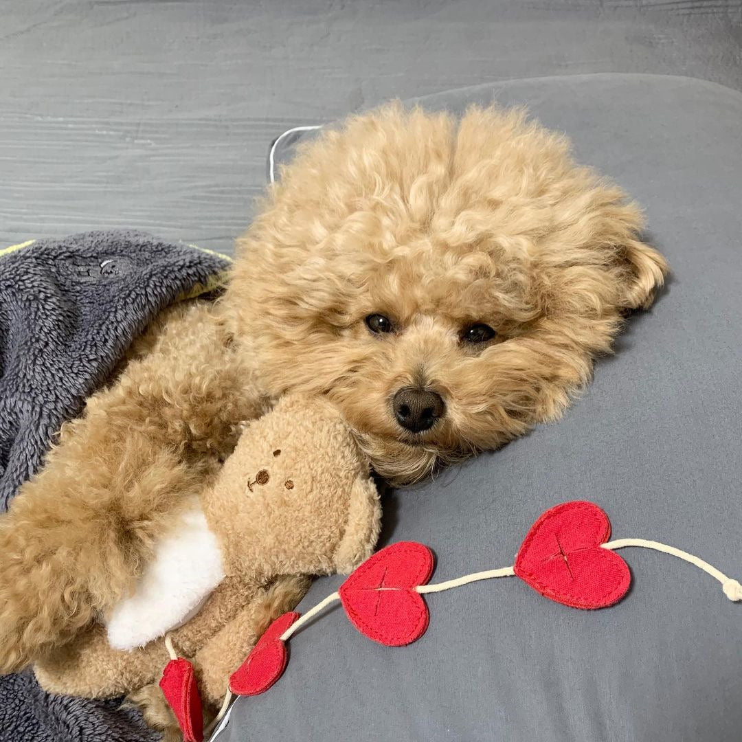 Love Teddy Sniff Toy