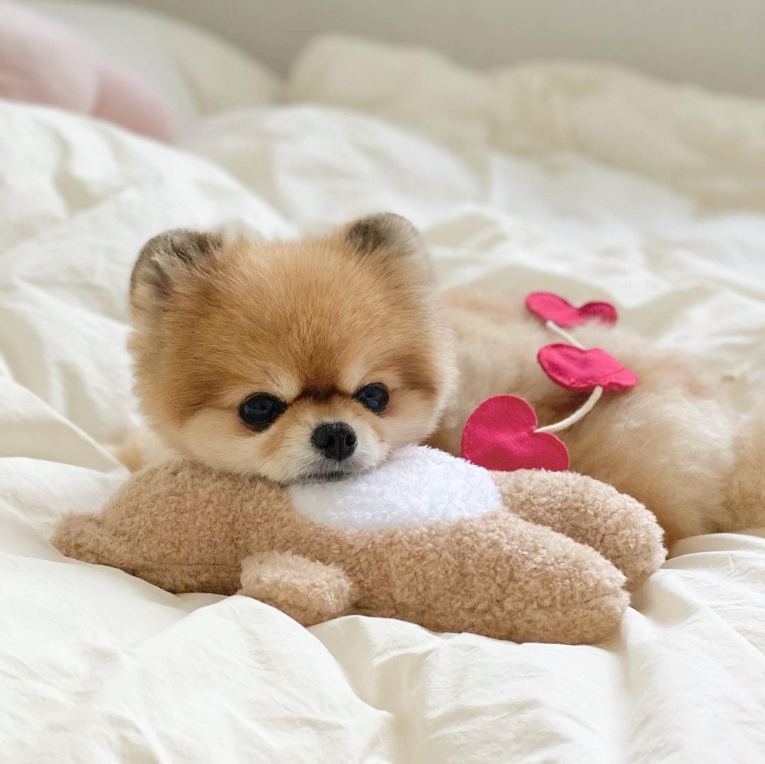 Love Teddy Sniff Toy