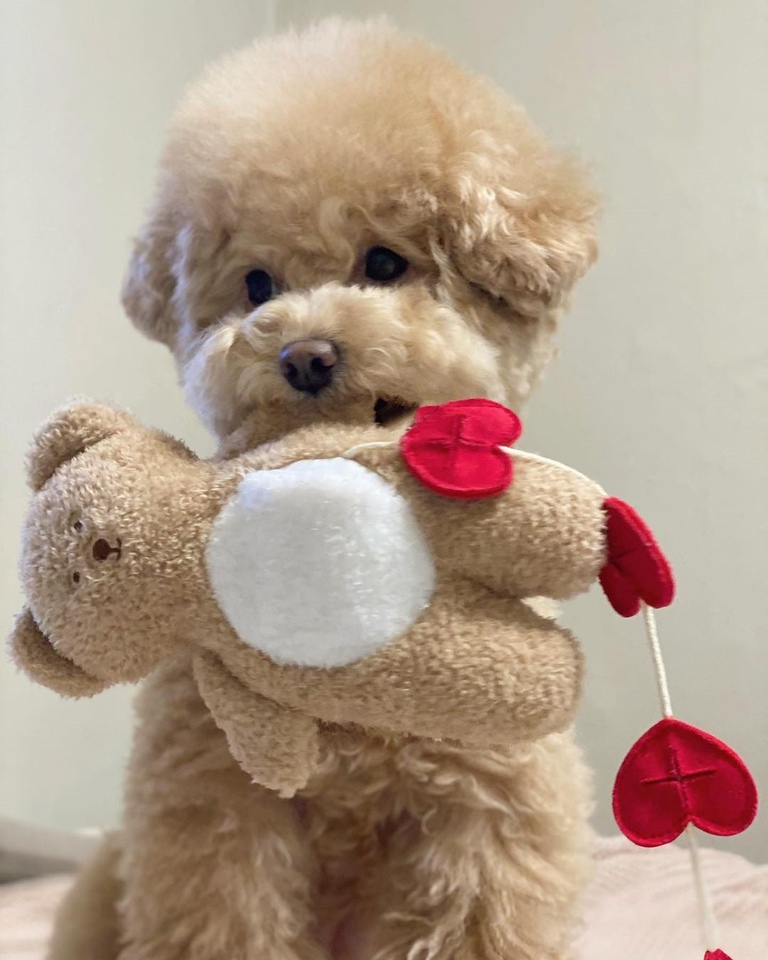 Love Teddy Sniff Toy
