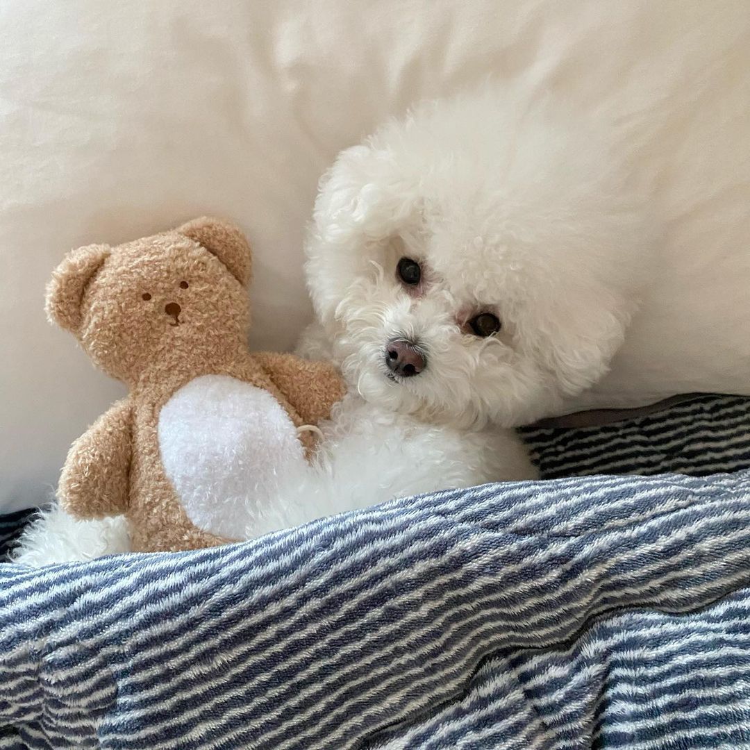 Love Teddy Sniff Toy