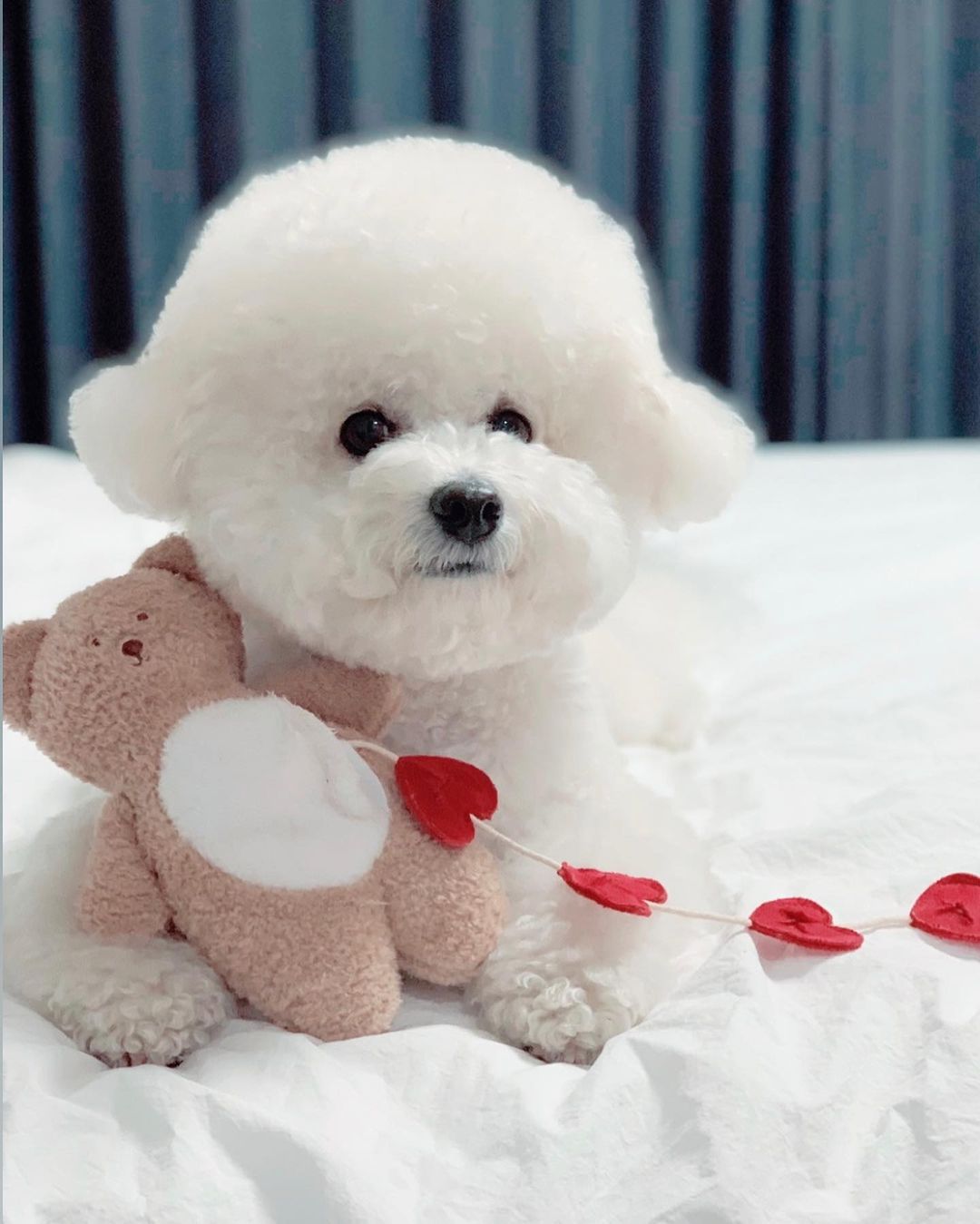 Love Teddy Sniff Toy