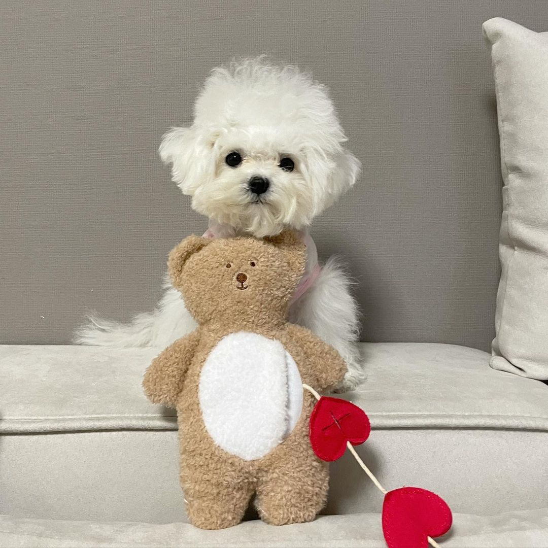 Love Teddy Sniff Toy