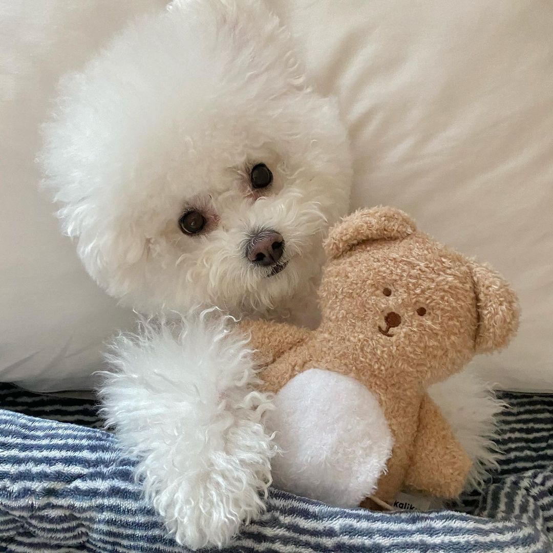 Love Teddy Sniff Toy