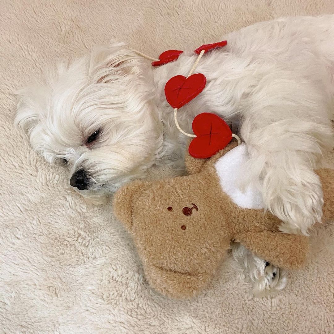 Love Teddy Sniff Toy