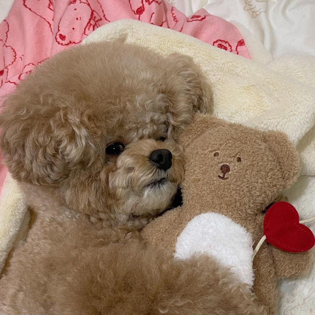Love Teddy Sniff Toy