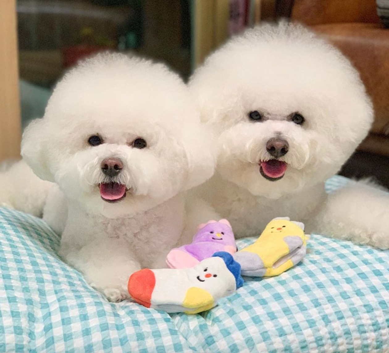 Happy Socks Nosework Set Toy