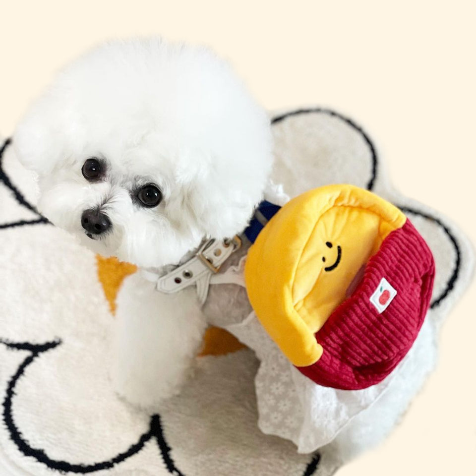 Back To School Smart Kits Dog Toy – Petto Petto